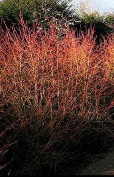 Cornus sang. 'Winter Beauty' ( 'w. flame') - Rode Kornoelje 40- 60 cm in pot