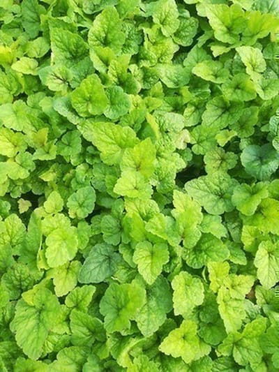 6x Perzische muts - Tiarella hybr. 'Tiger Stripe' | 9x9 cm pot