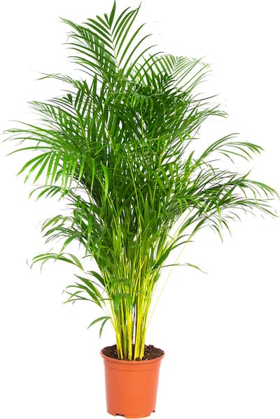 Dypsis Lutescens - Goudpalm - Areca - Palm - Kamerplanten - Luchtzuiverend - Diervriendelijk - 130-150 cm Hoog - Pot 24 cm