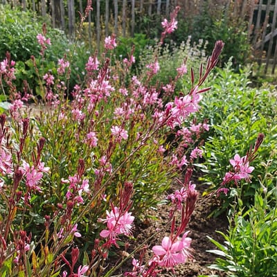 Bloomique - Set van 3 - Gaura Lindheimeri ‘Siskiyou Pink’ - Prachtkaars - Rijkbloeiend - Winterhard - Vaste plant - 10-20 cm hoog - Pot 9 cm
