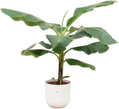 Combi deal - Bananenplant (Musa) inclusief elho Jazz Round wit Ø23 - 100 cm