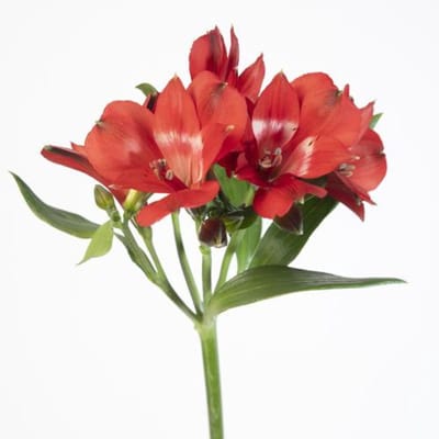10x Alstroemeria rockstar 70cm