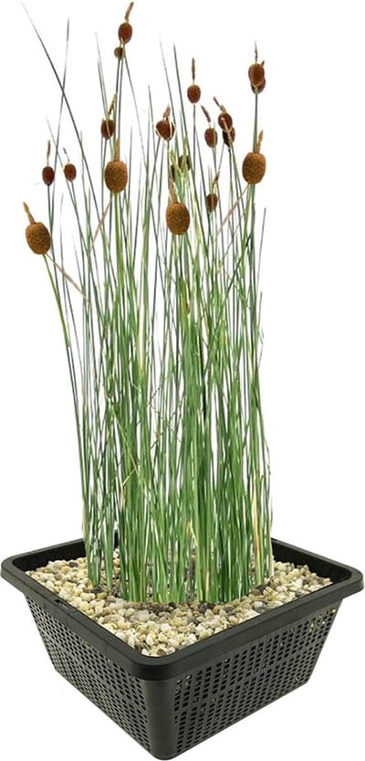 vdvelde.com - Dwerglisdodde vijverplantenset (Typha Minima) - Compacte sierlijke oeverplant - Winterhard - Inheems - Vogelvriendelijk - 4 planten met vijvermand, klei, substraat
