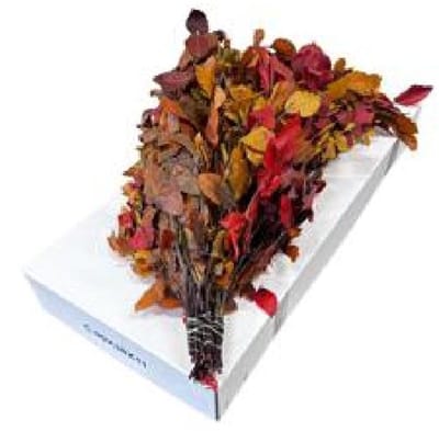 5x Dc fagus herfst gestabiliseerd 70cm