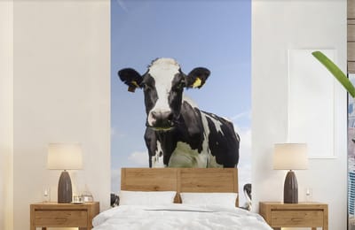 Behang - Fotobehang Koeien - Gras - Dieren - Zon - Boerderij - Breedte 120 cm x hoogte 240 cm