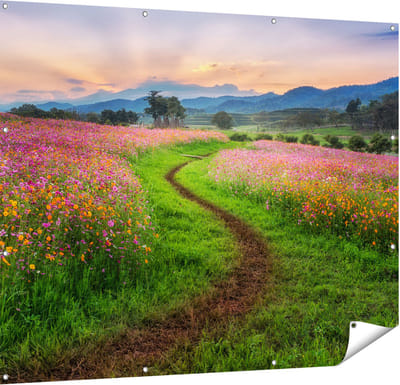 Gards Tuinposter Kosmos Bloemenveld met een Pad - Bloemen - 150x120 cm - Tuindoek - Tuindecoratie - Wanddecoratie buiten - Tuinschilderij