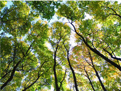 Fotobehang - Looking up at the trees.