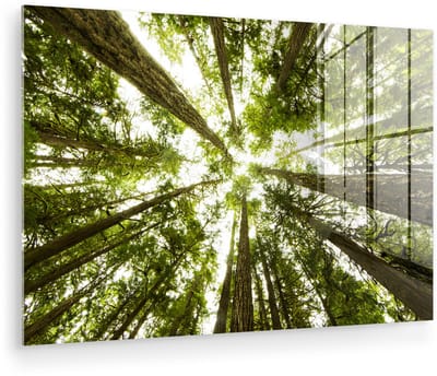 ® Glasschilderij 180x120 cm - Schilderij acrylglas - Onderaanzicht van de hoge bemoste bomen in het regenwoud - Foto op glas - Muurdecoratie woonkamer - Wanddecoratie slaapkamer - Schilderijen