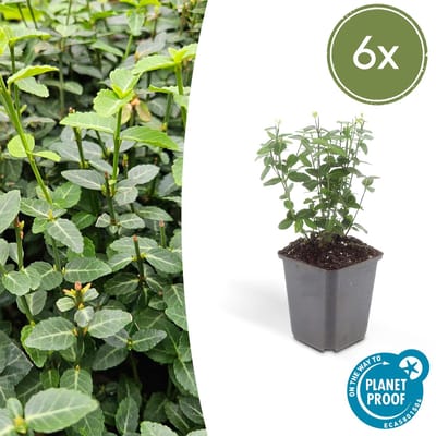 Trendyplants - Euonymus fortunei 'Radicans' - 6 stuks - Kardinaalshoed - Winterhard - Hoogte 10-30 cm - Potmaat Ø9cm