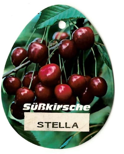 Oosterik home - Prunus Avium Stella