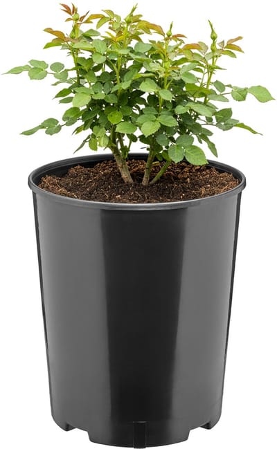 Garronda Ronde kunststof bloempot met drainagegaten voor tuin (Zwart, Ø18 x 21,5 cm (4L)) GD-KW-RR
