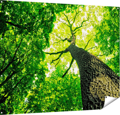 Gards Tuinposter Boom in het Bos met Fel Groene Bladeren - 150x120 cm - Tuindoek - Tuindecoratie - Wanddecoratie buiten - Tuinschilderij