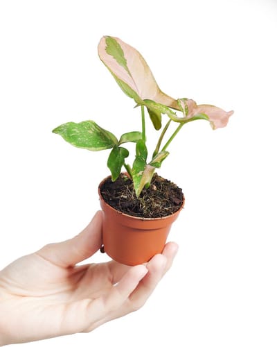 PLNTS - Baby Syngonium Pink Splash - Kamerplant - Kweekpot 6 cm - Hoogte 15 cm