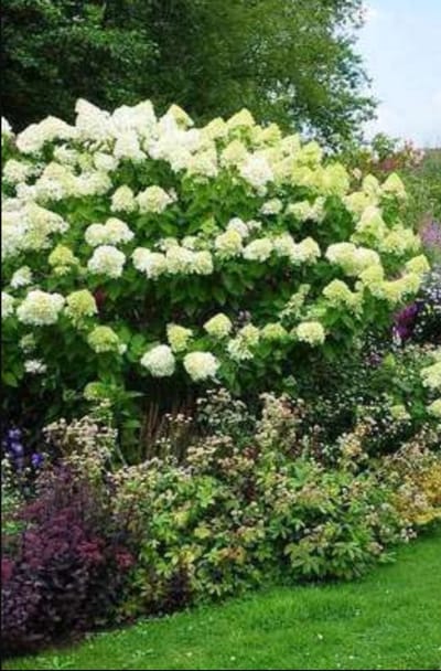 Hydrangea pan. 'Limelight'® - Pluimhortensia 60- 80 cm in pot