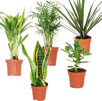 Bloomique - Mix van 5 - Onderhoudsvriendelijke Mix - Chamaedorea, Sansevieria, Clusia, Dypsis, Dracaena - Hoogte 20-40 cm - Pot 12 cm
