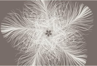 Komar Fotobehang Feather 368x248 cm XXL4-006