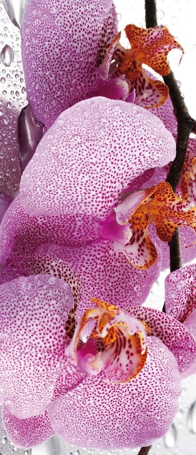 Flowers Orchids Drops Photo Wallcovering