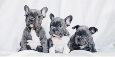 Animal Pictures French Bulldogs - Strandlaken - 70 x 140 cm - Wit