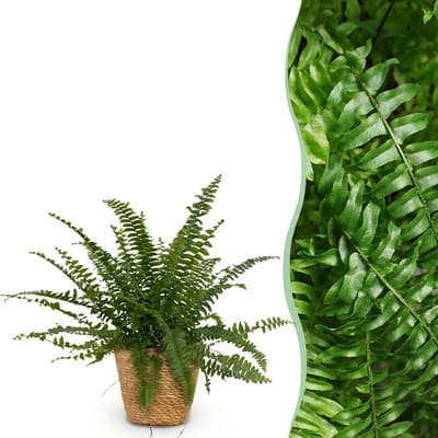 Plantenboetiek.nl | Nephrolepsis exaltata Green Lady - Varen - Huisdiervriendelijke Plant - Groen - met Mand - Ø12cm - 25cm hoog - Kamerplant - Arrangement - Plant met pot