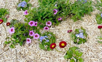 Olifantsgras Bodembedekking - Natuurlijk Mulch Materiaal - Tuinonderhoud Verfraaien - Duurzaam Grondverbeterend - 25 Liter Inhoud