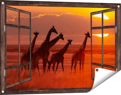 Gards Tuinposter Doorkijk Giraffe Kudde bij Zonsondergang - 90x60 cm - Tuindoek - Tuindecoratie - Wanddecoratie buiten - Tuinschilderij