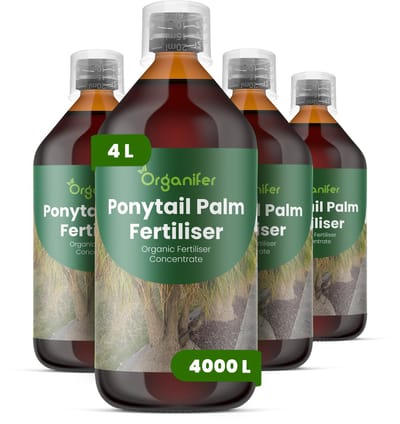Vloeibare Meststof Voor Olifantspoot 4X1 L Voor 4000 L - Npk 2-1-8 - Ondersteunt Krachtige Groei - Stimuleert Een Gelijkmatige Bladproductie Met Lange - Sierlijke Bladeren - Versterkt Het Wortelstelsel - Organifer