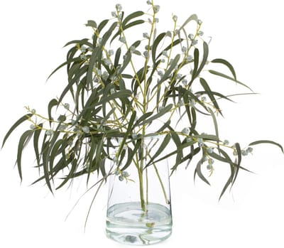 Verse Eucalyptus Boules - Droogbloemen - 400 gram