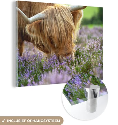 MuchoWow® Glasschilderij 160x120 cm - Schilderij acrylglas - Schotse Hooglander - Gras - Heide - Dieren - Foto op glas - Schilderijen