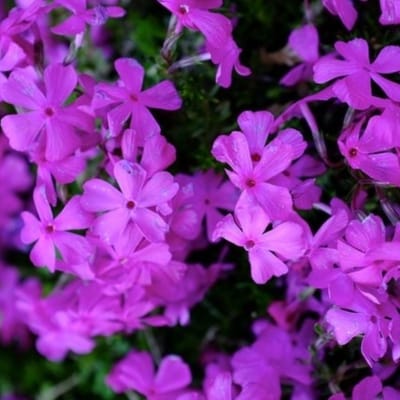 Phlox 'Purple Beauty' (Phlox sub. Purple Beauty) - Kruipende Vlambloem Purple Beauty - Phlox subulata - Vaste planten