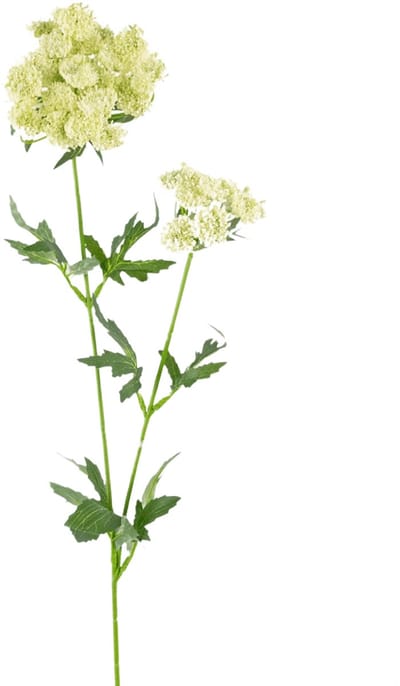 Easyplants | Kunstbloem Kantbloem 76 cm wit | Zijde | Nepbloemen | wit | Onderhoudsvrij | Kant-en-klaar