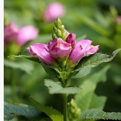 Schildpadbloem (Chelone obliqua) - - Vaste planten - Bijen-Vlinders - Snijbloemen - Zomerbollen - bloeit in Juli / Augustus / September
