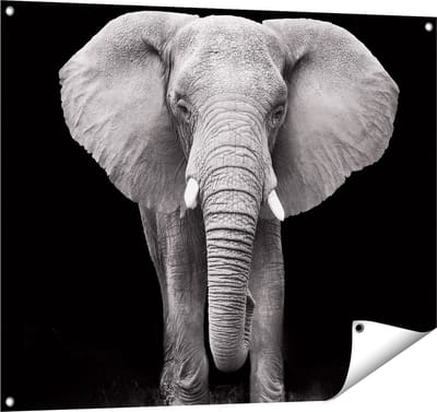 Gards Tuinposter Olifant - Zwart Wit - 100x80 cm - Tuindoek - Tuindecoratie - Wanddecoratie buiten - Tuinschilderij