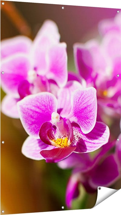 Gards Tuinposter Paarse Orchidee Bloemen - 100x150 cm - Tuindoek - Tuindecoratie - Wanddecoratie buiten - Tuinschilderij