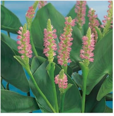Moerings Pontederia Cordata Pink Pons | Snoekkruid Rose | In 9CM pot