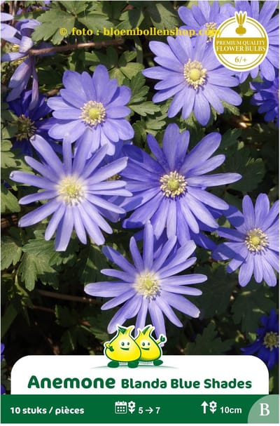 4 zakjes Anemoon Blanda bleu maat 6/+