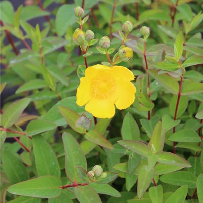 24 x Sint-janskruid 'Hidcote' - Hypericum 'Hidcote' pot 9x9cm, voor 3m² : Een helder geel Sint-janskruid met bossige groei.