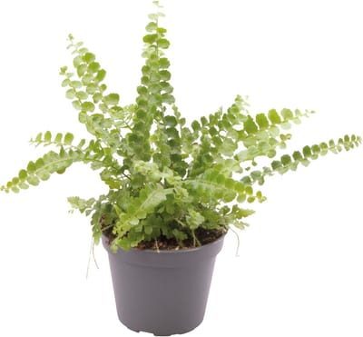 Nephrolepis Exaltata Duffy - Terrariumplant