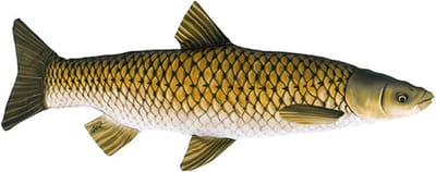Gaby The Mini Grass Carp - S