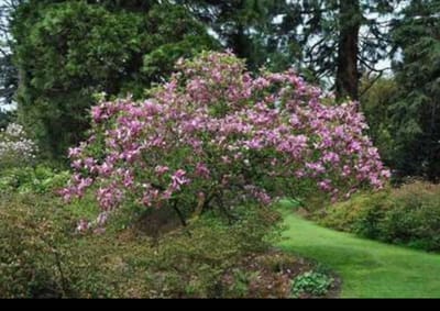 1 x Magnolia 'Susan' - Beverboom 50- 60 cm in pot