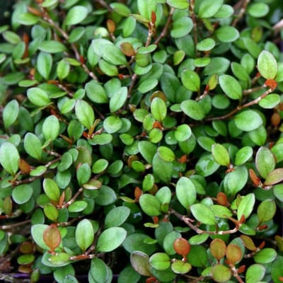 6x Muehlenbeckia axillaris Pot 9x9cm - Prachtige klimplant voor jouw tuin