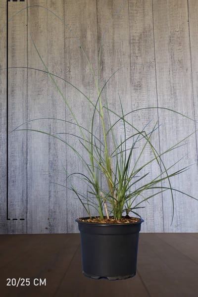 10 stuks | Prachtriet ‘Kleine Silberspinne’ pot 20-25 cm - Groeit breed uit - Weinig onderhoud - Wintergroen - Zeer winterhard