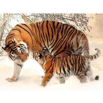 Diamant schilderij dieren tijger 5D diamant borduurwerk volledige diamant mozaïek foto van strass 20X30CM black