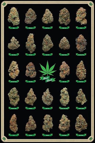 Canvas Schilderij * De beste Bloemtoppen Wiet Knoppen * - Cannabisposter-print - Kleur - 50 x 70 cm