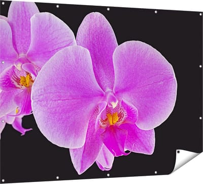 Gards Tuinposter Licht Paarse Orchidee - Bloem - 160x120 cm - Tuindoek - Tuindecoratie - Wanddecoratie buiten - Tuinschilderij