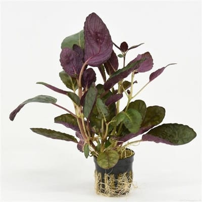 Moerings Hemiographis Colorata in 5 cm pot