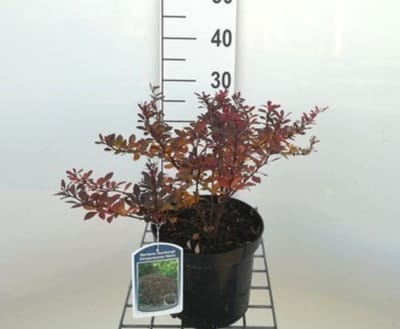 2 x Berberis thunb. 'Atr. Nana' ('little favourite') - Japanse Zuurbes 20- 25 cm in pot