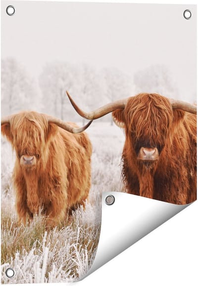 Gards Tuinposter Twee Schotse Hooglander Koeien in de Wei - 40x50 cm - Tuindoek - Tuindecoratie - Wanddecoratie buiten - Tuinschilderij
