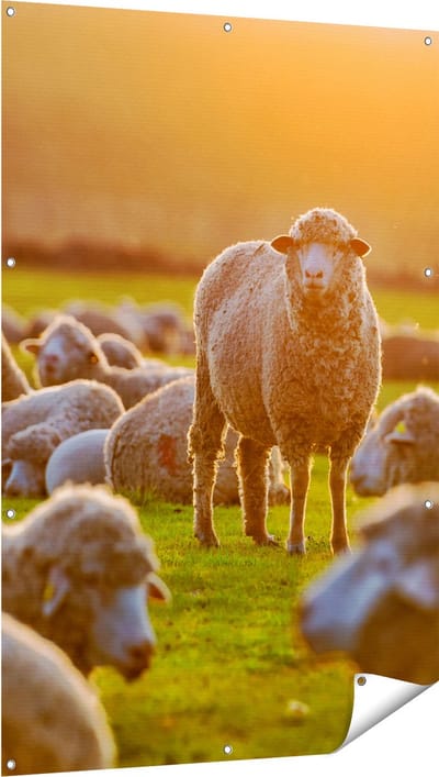 Gards Tuinposter Kudde Schapen bij Zonsondergang - 100x150 cm - Tuindoek - Tuindecoratie - Wanddecoratie buiten - Tuinschilderij