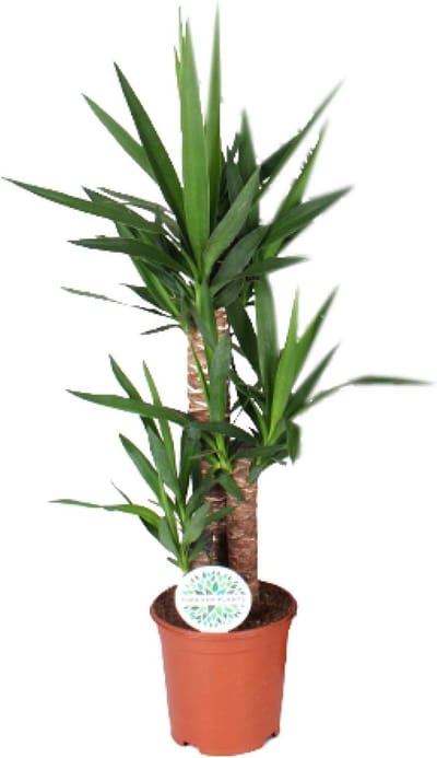 Plantenboetiek.nl | Yucca - Ø21cm - 80-90cm hoog - Kamerplant - Groenblijvend