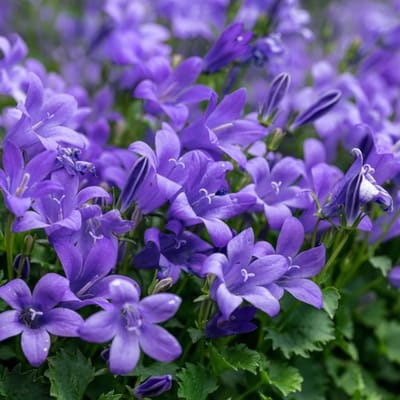 Kruipklokje 'Stella' (Campanula posch. Stella) - Servisch klokje Stella - Campanula poscharskyana - Vaste planten
